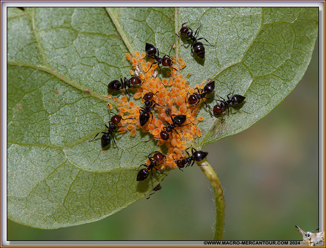 FOURMIS